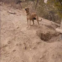 سگ نگهبان|سگ|خلخال, |دیوار