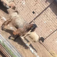 گوسفند چاق