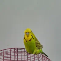 مرغ عشق انگلیسی گرید A