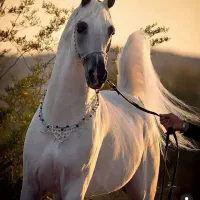 سواری کردن اسب از ۰ تا ۱۰۰