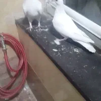 کفتر گمشده سفید|پرنده|قم, بلوار امین و ساحلی|دیوار