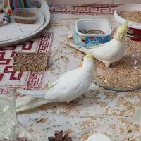 2 عدد جوجه دوماهه لوتینو چشم شرابی دونخور|پرنده|تهران, خانی‌آباد|دیوار