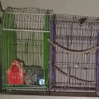 قفس معاوضه با مرغ عشق