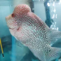 فلاور نر|ماهی|تبریز, |دیوار