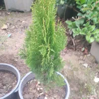 فروش انواع نهال میوه ،گل و گیاه