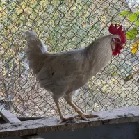 خروس محلی و خروس برهما|حیوانات مزرعه|مشکین‌دشت, |دیوار