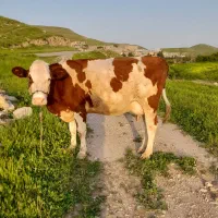 گا و و گوساله
