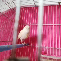 قناری ماده جوانه اماده|پرنده|خواف, |دیوار