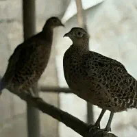 قفس پرنده . قرقابل|لوازم جانبی حیوانات|مشهد, چهارچشمه|دیوار