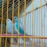 مرغ عشق|پرنده|خاش, |دیوار