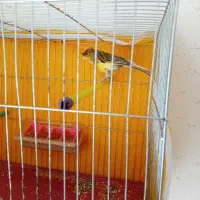 قناری نر کاکلی|پرنده|فولادشهر, مسکن مهر فولادشهر|دیوار