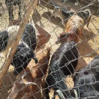 فروش بز وبزغاله