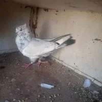 کبوتر‌پرشی