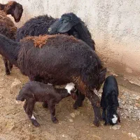 میش و بره افشار