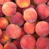 پیش فروش نهال هلو و شلیل ، سیب ، گلابی|گل و گیاه طبیعی|سمیرم, |دیوار