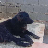 سگ قدرجونی نر