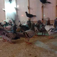 دسته سبز.کوهی عجل زیر سیمی|پرنده|شیراز, مهدی‌آباد|دیوار