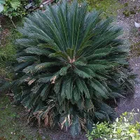 گل سیکاس