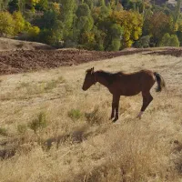 اسب|اسب و تجهیزات اسب‌سواری|خلخال, |دیوار