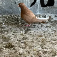 کبوتر نروماده زردم سفید