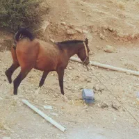 نریون