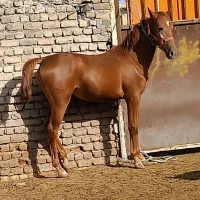 اسب|اسب و تجهیزات اسب‌سواری|ویسیان, |دیوار