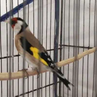 سهره|پرنده|اراک, |دیوار