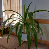 گل ذرتی شاداب