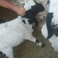 دو تا بره نر دو قلو پاکستانی دم خونه ای سنگین وزن