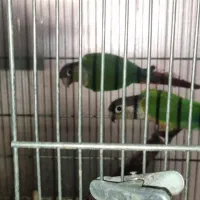 فروش یکجا سالن پرنده به همراه تجهیزات حرفه ایی