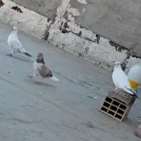 ۶ عدد کفتر پرشی