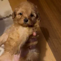 سگ توی پودل توله