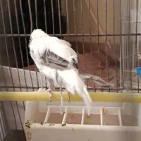 عروس هلندی قناری مرغ عشق|پرنده|آبعلی, |دیوار