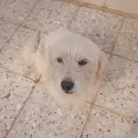 سگ ماده|سگ|دزفول, |دیوار