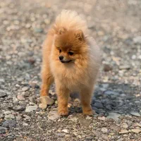 پامرانین خرسی فول کیفیت