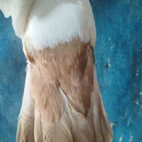 ماده دم زرد فقط معاوضه