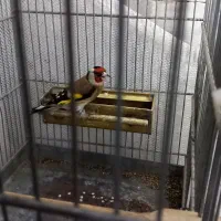 سهره لرستان یه ماه قفس و گردن کلفت|پرنده|چهارباغ, |دیوار