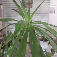 گلدان گل طبیعی