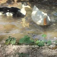 اردک پکنی|حیوانات مزرعه|شاهدشهر, |دیوار