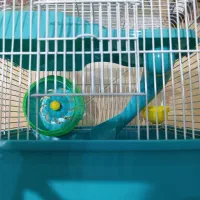 فقس همستر و موش