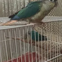 جفت جوانه تراکوییس