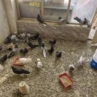 اصفهانی بازی کن|پرنده|برخوار, |دیوار