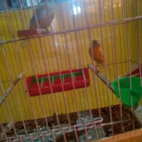 جفت قناری  ضمانت تخم وجوجه