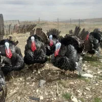 فروش بوقلمون محلی