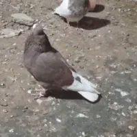 کچکله سرخ کاکل