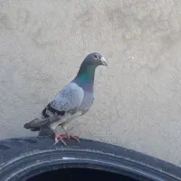 پلاکی خارجی