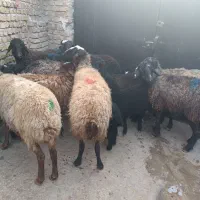 سبک وزن|حیوانات مزرعه|کرج, کوی امامیه|دیوار