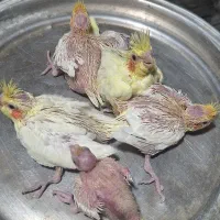 عروس هلندی سرلاکی|پرنده|کازرون, |دیوار