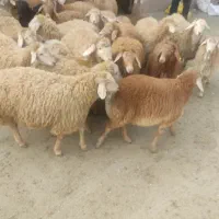 پخش دام زنده