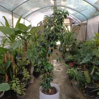 گل بنجامین بلک ارسال رایگان + هدیه